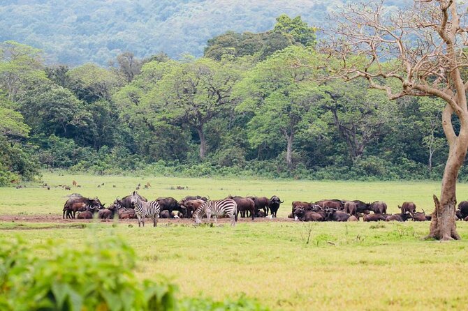 Private Day Trip to Arusha National Park with a Walking Safari - Timing, weather, and cancellation rules
