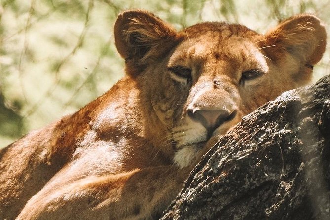 Private Day Trip to Ngorongoro Crater - The early drive from Arusha
