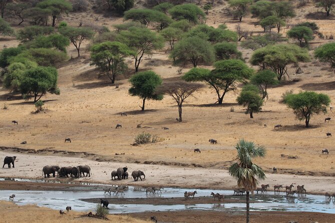 Private Day Trip to Tarangire National Park - Why Tarangire works so well for a one-day safari
