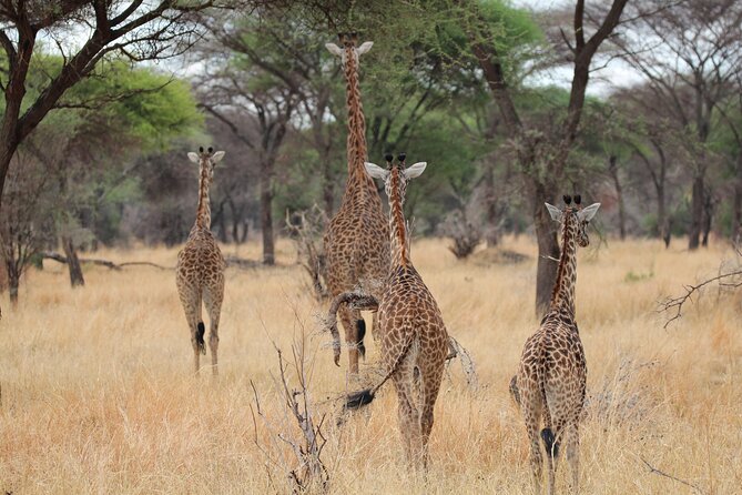 Private Day Trip to Tarangire National Park - Wildlife sightings: what you may see