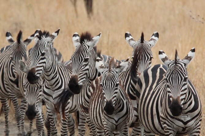 Private Day Trip to Tarangire National Park - What the private format is worth at $400