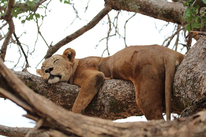 Private Day Trip to Tarangire National Park - Entering Tarangire National Park