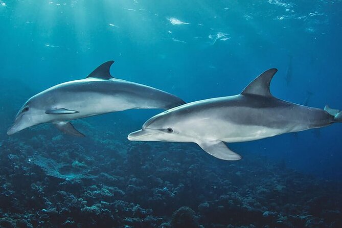 Private Dolphin Tour and Snorkeling at Mnemba Island reef - Three Zanzibar highlights packed into one trip