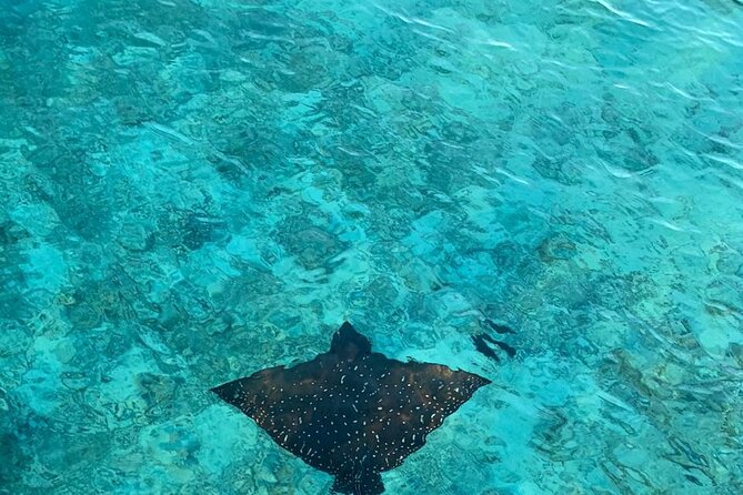 Private Dolphin Tour and Snorkeling at Mnemba Island reef - Who will enjoy this Mnemba excursion