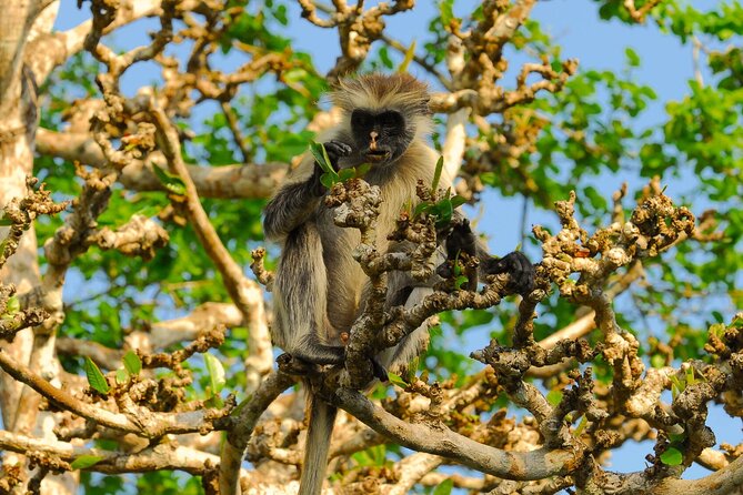 Private Full-Day: Dolphin & Monkey Jungle Adventure - The early boat search for dolphins near Mnemba Island