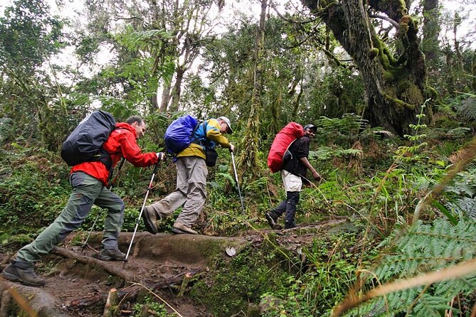 Private Full Day Hiking Experience to Marangu Route - Guides and the value of a private group
