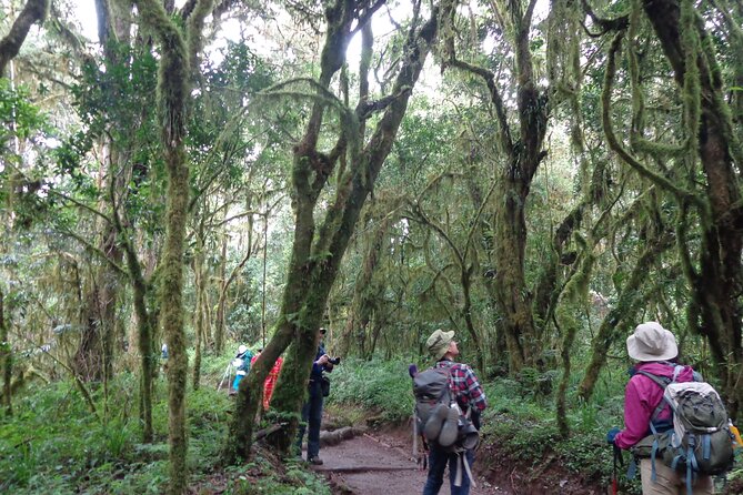 Private Full-Day Hiking Tour in Mount Kilimanjaro - Reaching Mandara Hut at 2,743 meters
