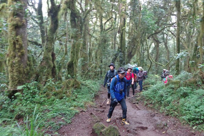 Private Full-Day Hiking Tour in Mount Kilimanjaro - The return walk requires as much respect as the climb