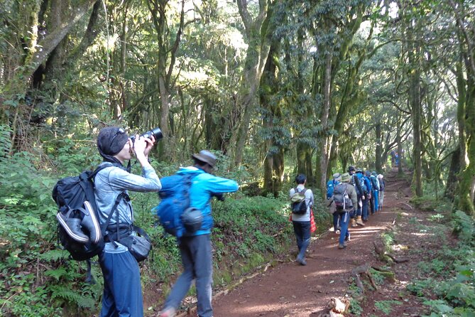 Private Full-Day Hiking Tour in Mount Kilimanjaro - The Marangu Route begins under thick rainforest