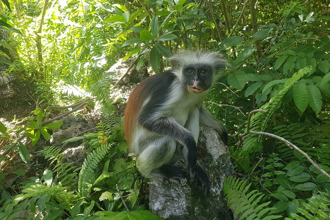 Private Full Day Jozani, Paje Beach and Rock Restaurant Tour - Key points to know before booking
