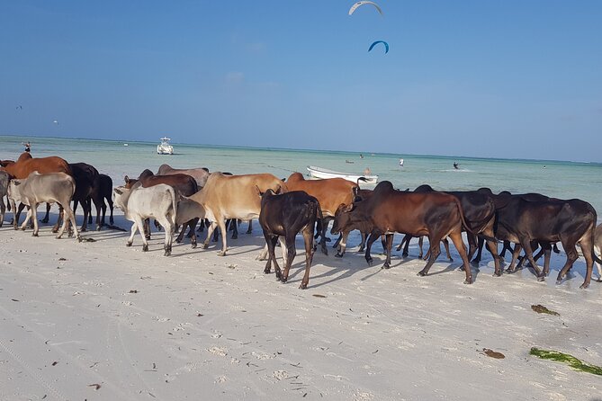 Private Full Day Jozani, Paje Beach and Rock Restaurant Tour - Three hours to slow down at Paje Beach