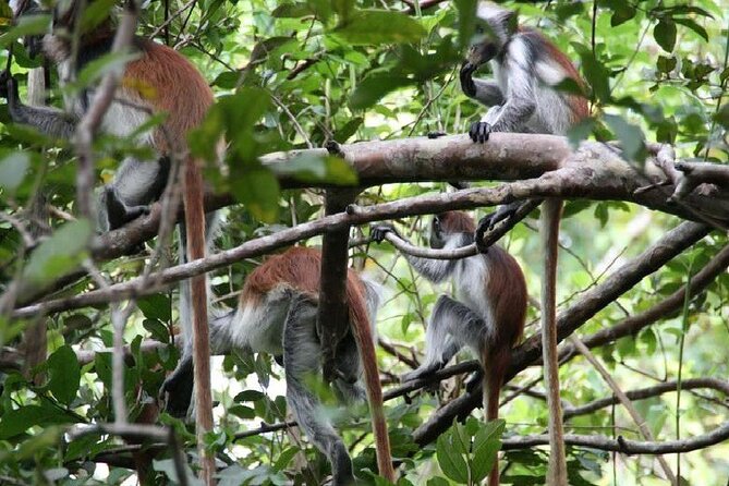 Private Full Day Trip to Stone Town, Spice Farms and Jozani Forest - Why this private Zanzibar day works