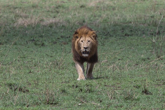 Private Group Serengeti Safari, Crater & Tarangire National Park - Why this safari packs in so much