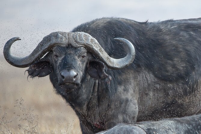 Private Group Serengeti Safari, Crater & Tarangire National Park - What the private format changes