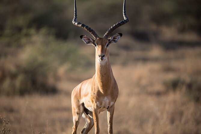 Private Group Serengeti Safari, Crater & Tarangire National Park - Lodges, meals, and the practical rhythm