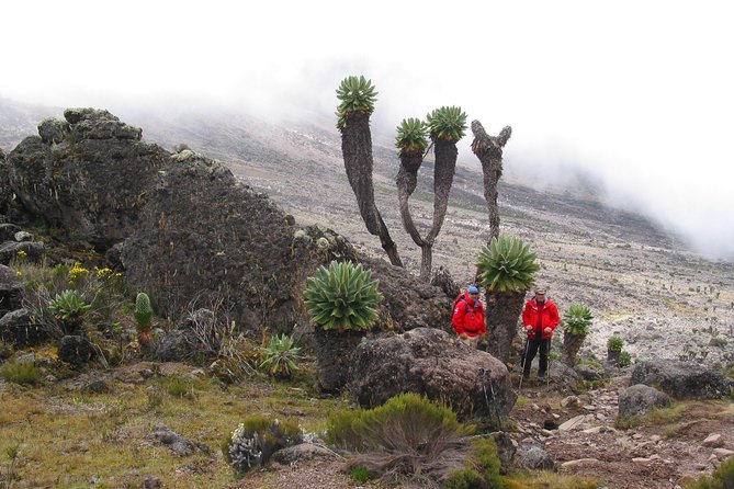 Private Kilimanjaro Climb - Any Route - 8 to 15+ Days - Guides, safety, and the people who make the climb work
