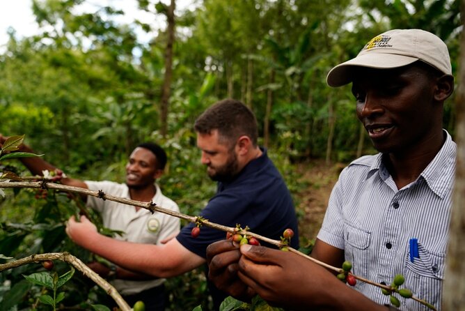 Private Meru Coffee Tour in Nkoaranga - From red berry to usable bean