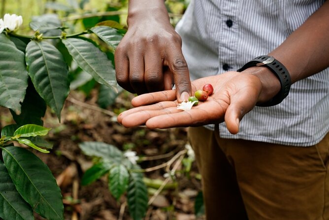 Private Meru Coffee Tour in Nkoaranga - Meru traditions give the coffee its meaning