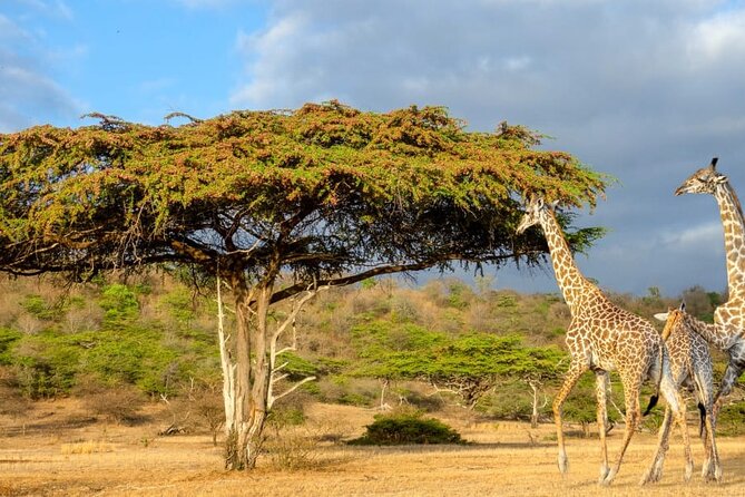 Private Mikumi Adventure - Key points to know before booking