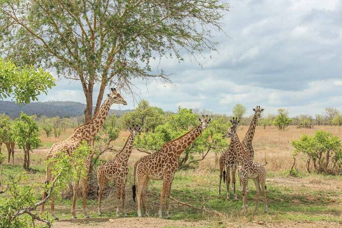 Private Mikumi Adventure - Afternoon and evening game drive on day one