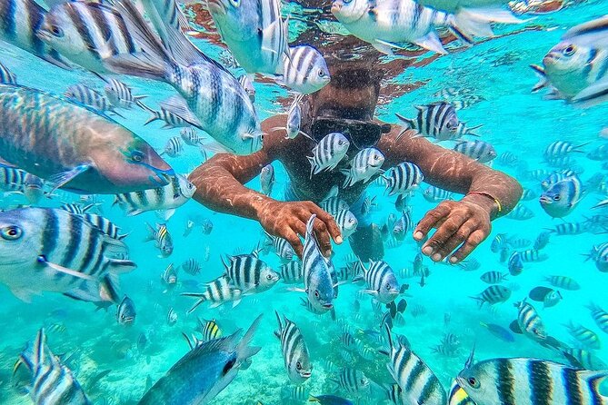 Private Mnemba Island and Turtle Aquarium Tour - What five hours around Mnemba really means