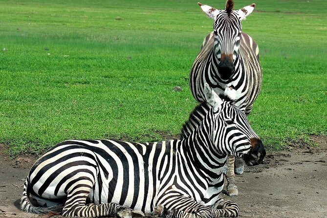Private Multi Day Serengeti Safari - A fast route through Tanzania’s great parks