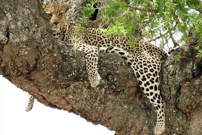 Private Multi Day Serengeti Safari - Meals, drinks, and accommodation