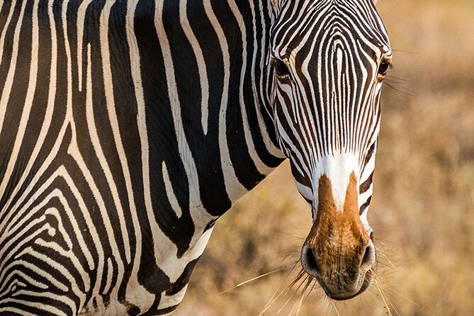 Private Multi-Day Tour in Tanzania Safari - Why this seven-day route works