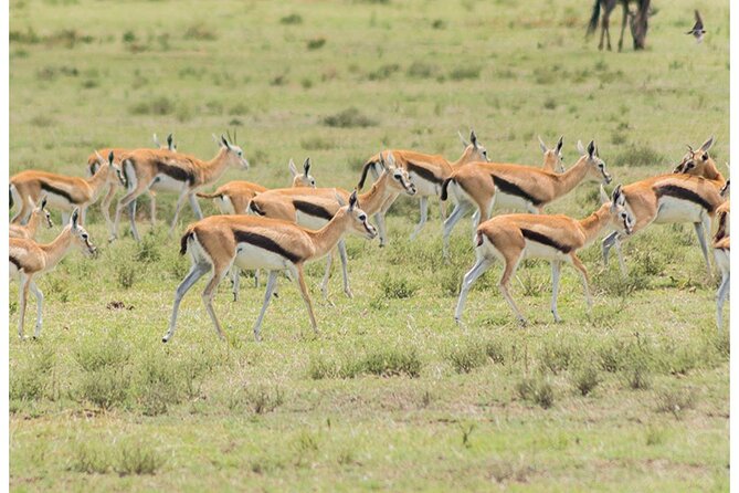 Private Multi-Day Tour in Tanzania Safari - Day 2: From Manyara to the open Serengeti