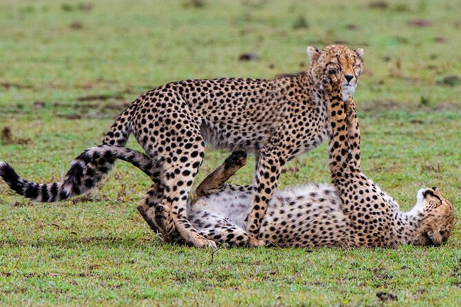 Private Multi-Day Tour in Tanzania Safari - Day 4: Oldupai Gorge and the Ngorongoro rim