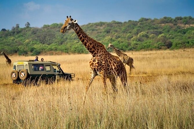 Private Multi-Day Tour in Tanzania Safari - Day 6: Tarangire brings elephants and baobabs