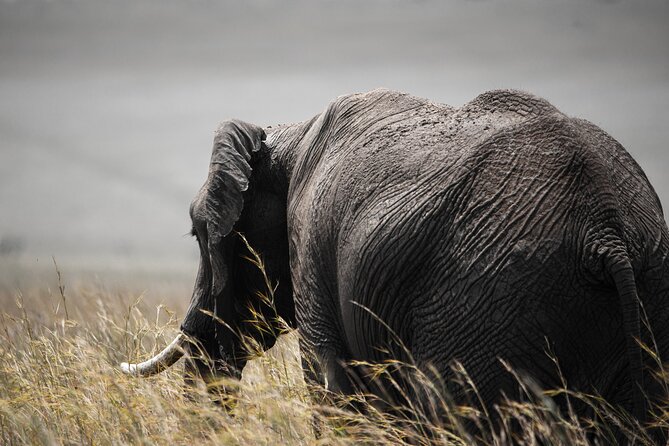 Private Multi-Day Tour in Tanzania Safari - Day 7: A gentle finish, with another long road home