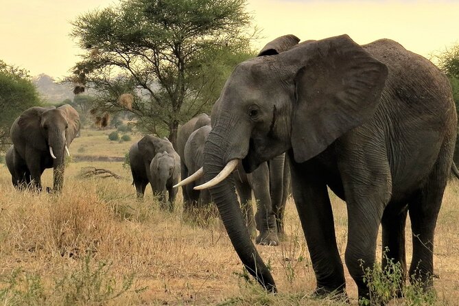 Private Multi Day Tour Tanzania Safari - Day 1: Tarangire and the river that draws wildlife