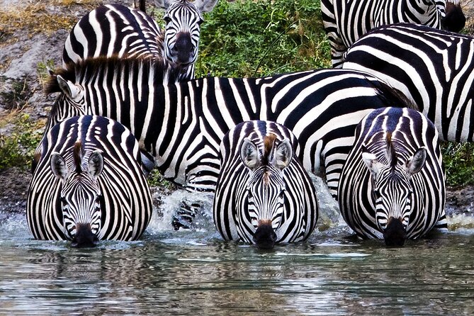 Private Safari in Tarangire National Park - Why Tarangire makes a good one-day safari