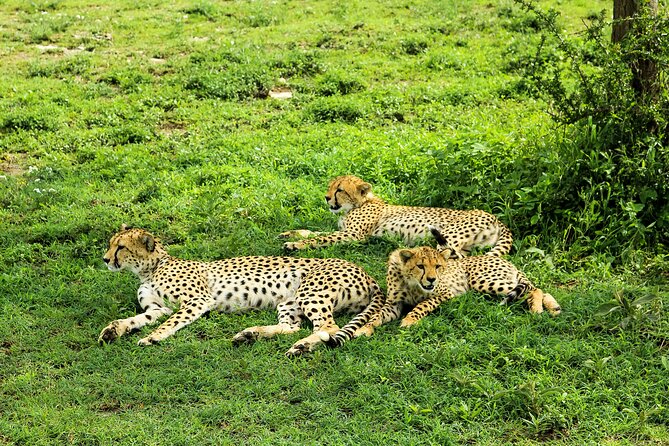 Private Safari in Tarangire National Park - Is $417 per person good value?