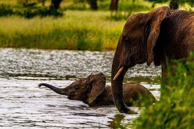 Private Safari in Tarangire National Park - Who should book this Tarangire day?