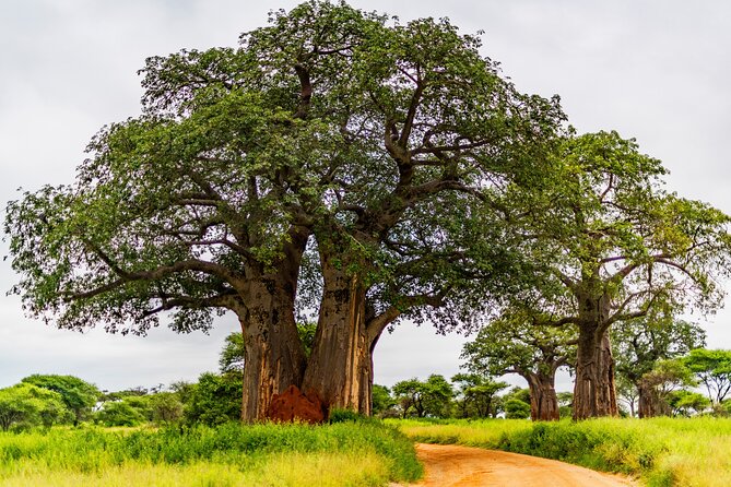 Private Safari in Tarangire National Park - Leaving Arusha at 7:00 am