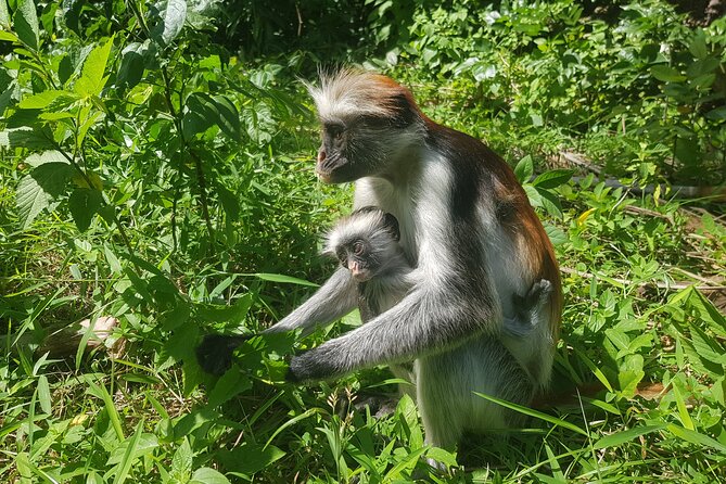 Private Spice Tour and Jozani Forest in Zanzibar - A full day built around Zanzibar’s plants and wildlife