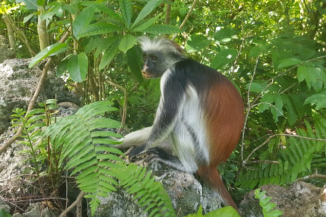 Private Spice Tour and Jozani Forest in Zanzibar - Jozani Chwaka Bay National Park and the red colobus monkeys