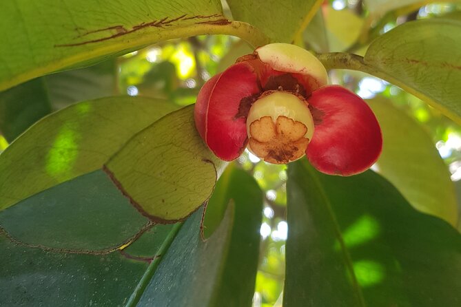 Private Spice Tour and Jozani Forest in Zanzibar - What to expect from the guide at the farm