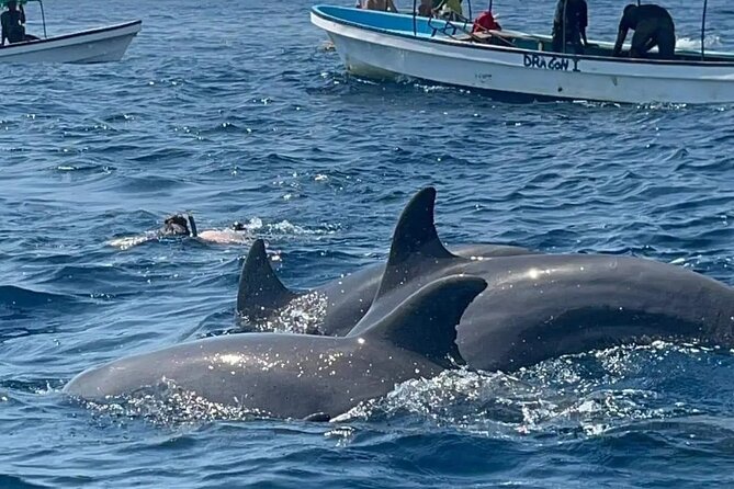 Private Tour to Mnemba Island with Lunch - Searching for dolphins in the open water