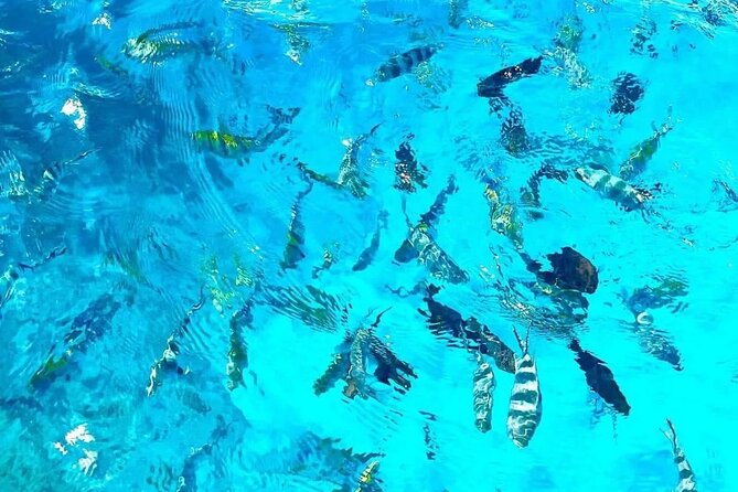Private Tour to Mnemba Island with Lunch - Is $115 per person fair value?