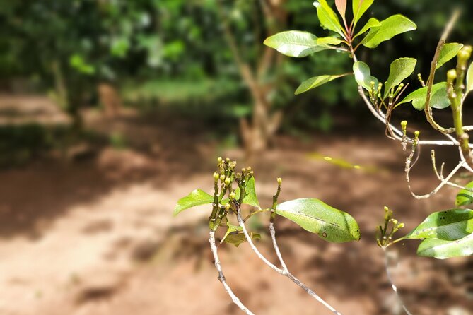 Private Tour Zanzibar Unique Stone Town with spice Farm Plantations - My Take on the Guide Experience