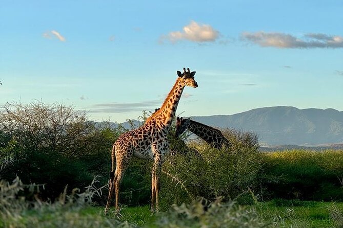 Private Walking Tour with Giraffes - Key points to know before you book