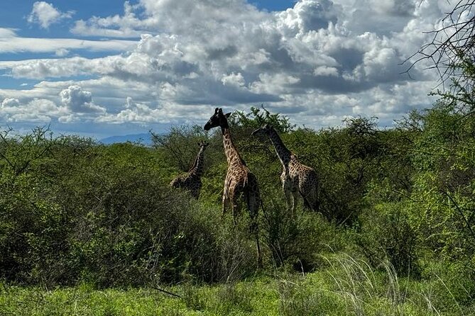 Private Walking Tour with Giraffes - Why the private format earns its place
