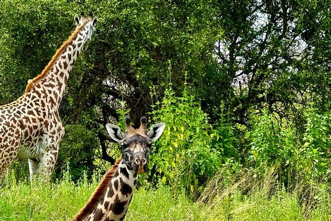 Private Walking Tour with Giraffes - How this compares with a standard safari stop