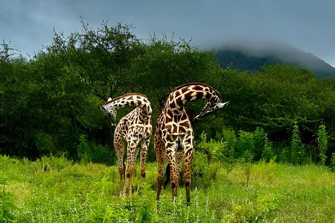 Private Walking Tour with Giraffes - Who will enjoy this most