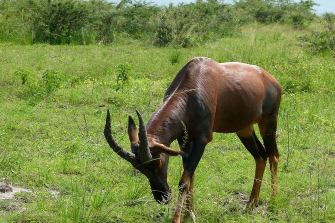 PRIVATE Wildebeest Calving Safari, Tanzania, January to March - The long road toward the Serengeti