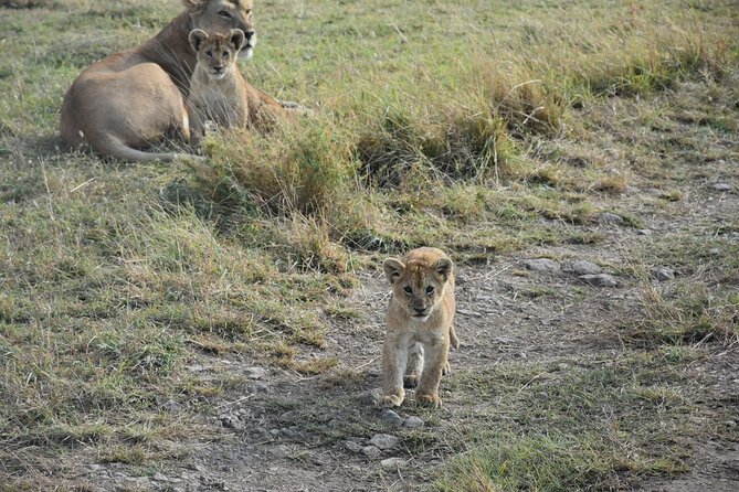 PRIVATE Wildebeest Calving Safari, Tanzania, January to March - Watching newborn wildebeest in Ndutu