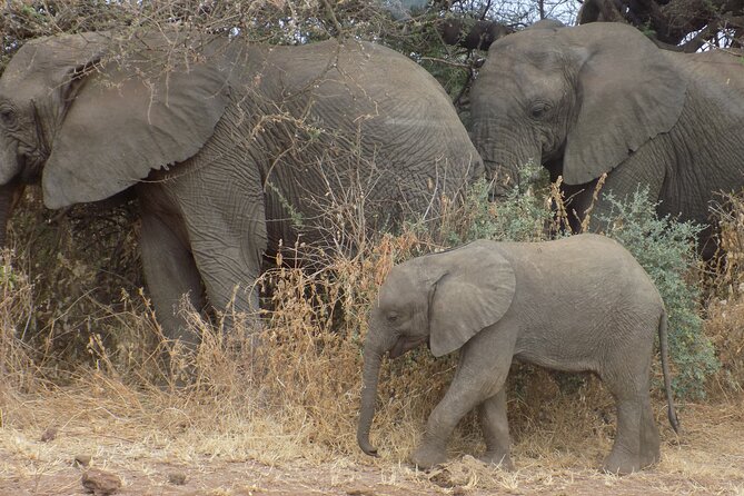 Private Wildlife Encounter at Tarangire National Park - The 2 to 3 Hour Drive From Arusha